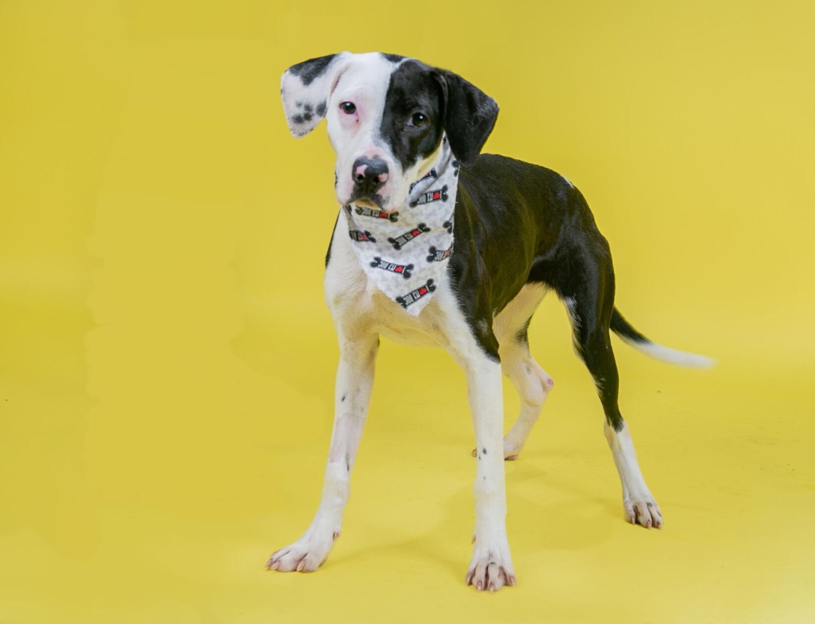 Pet of the week: Kimchi